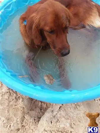 Golden Retriever female dog