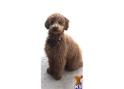 Poodle puppy for sale