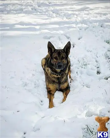 German Shepherd stud dog