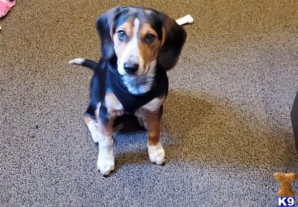 Beagle female dog