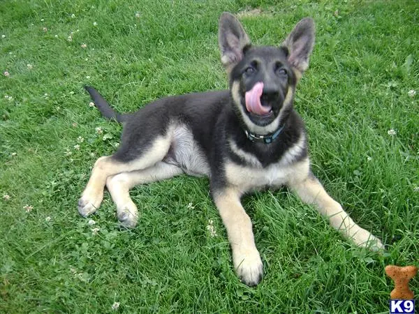 German Shepherd stud dog