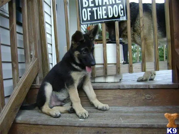 German Shepherd stud dog