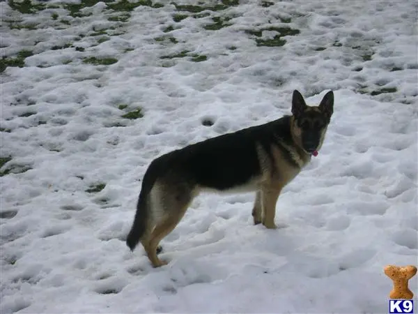 German Shepherd stud dog