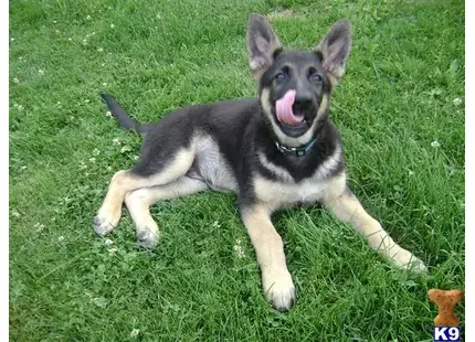 German Shepherd