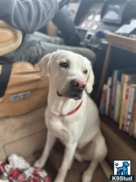 a labrador retriever dog sitting on the floor