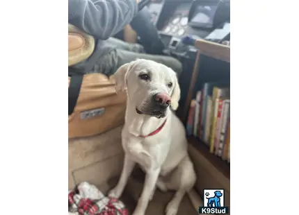 a labrador retriever dog sitting on the floor
