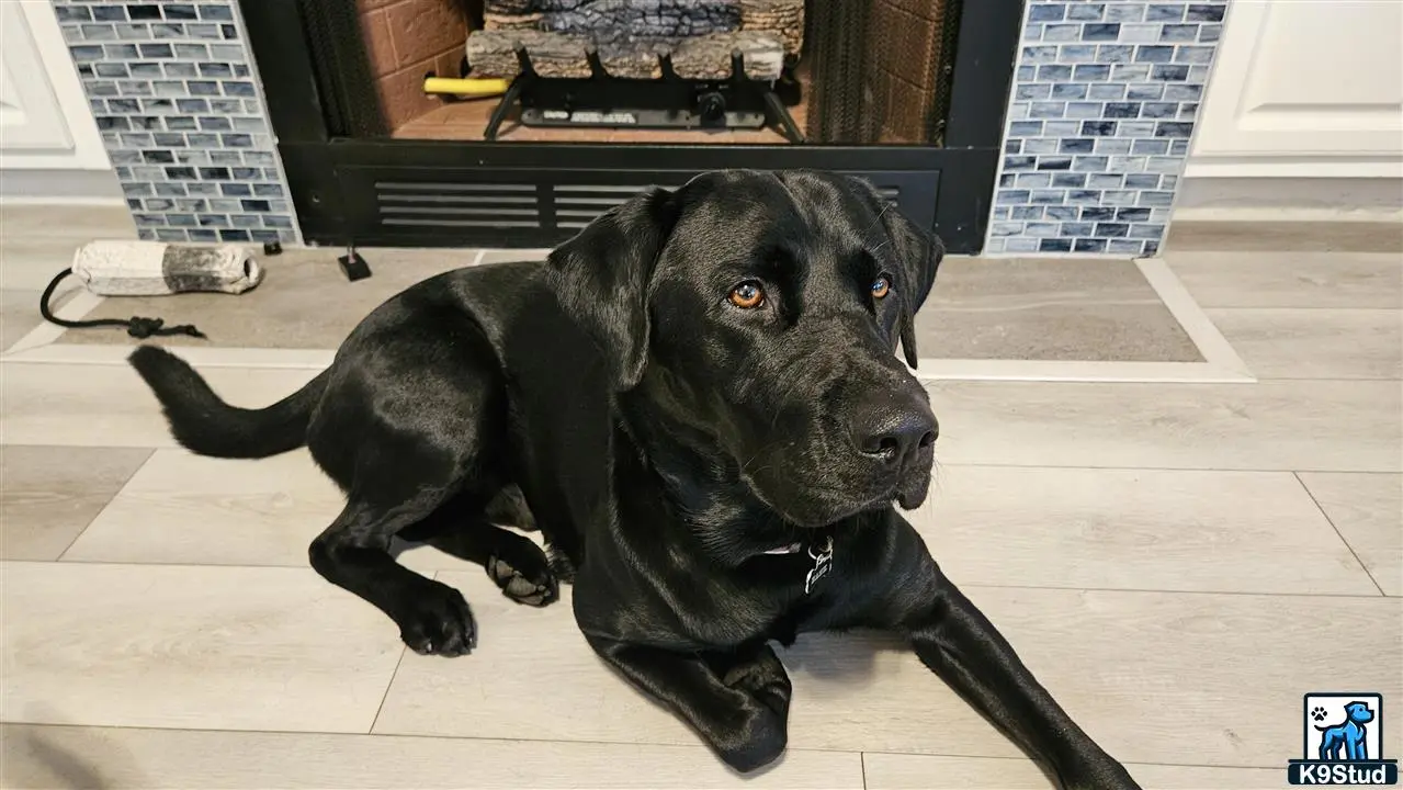 Labrador Retriever stud dog