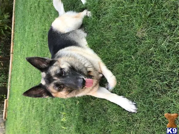 German Shepherd stud dog