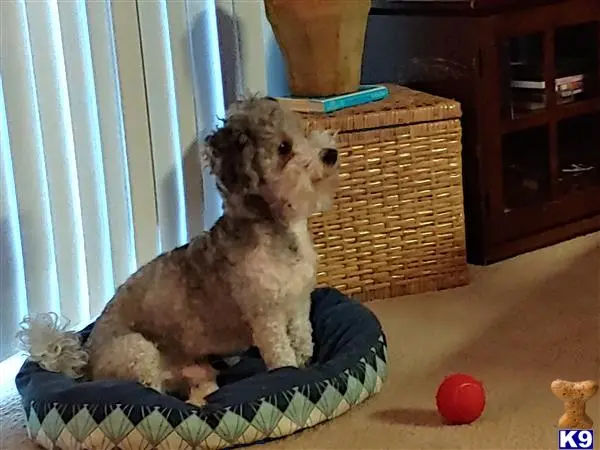 Maltipoo stud dog