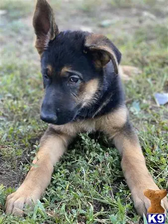 German Shepherd puppy for sale