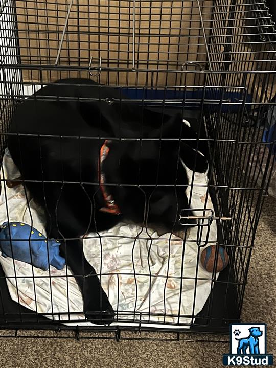 a cow in a cage