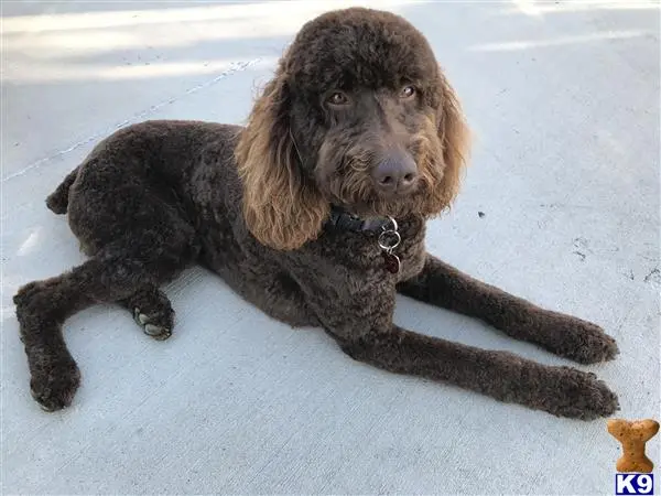 Poodle stud dog