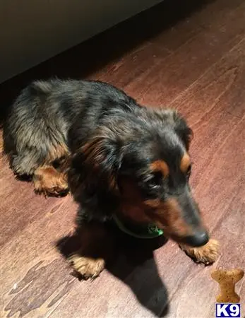 Dachshund stud dog