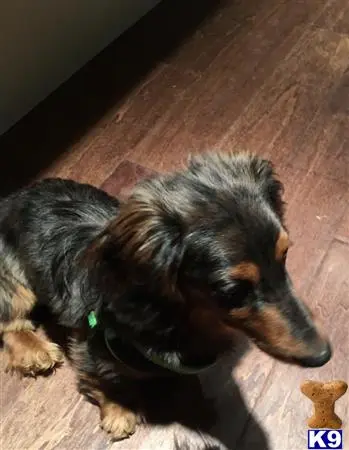 Dachshund stud dog