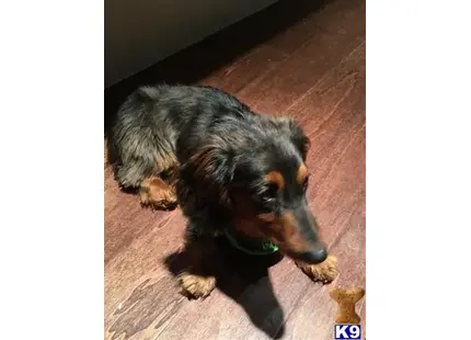 Dachshund