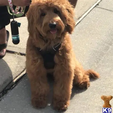 Goldendoodles stud dog