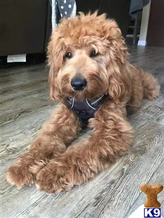 Goldendoodles stud dog