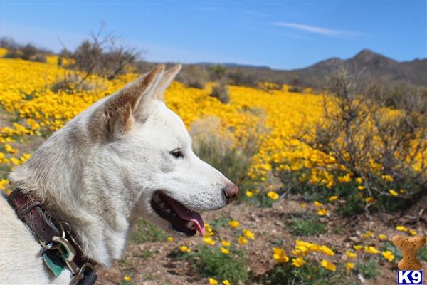 Shiba Inu dog