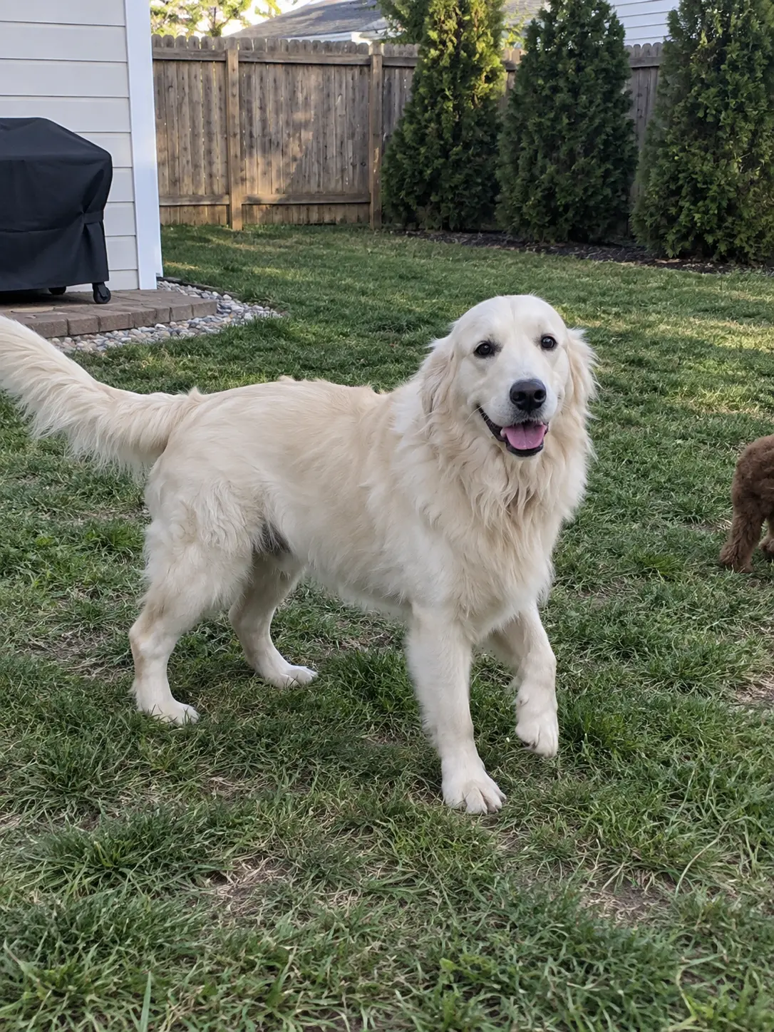 Golden Retriever stud dog: Fluffy light golden retriever standing in a grassy yard