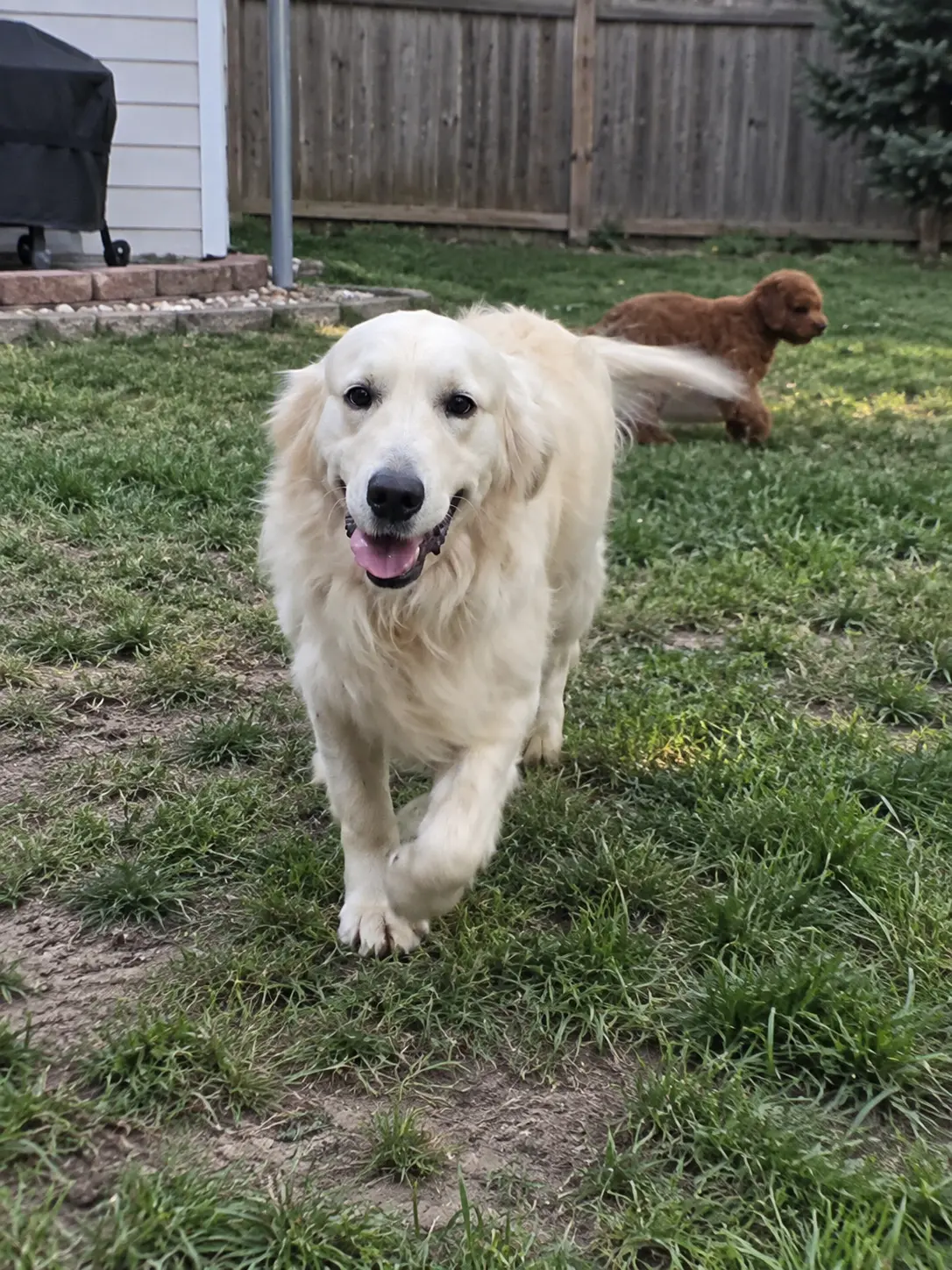 Golden Retriever stud dog: Golden Retriever walking in a grassy backyard with another dog nearby
