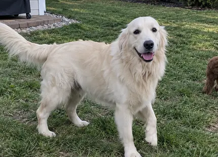 Golden Retriever stud dog: Fluffy light golden retriever standing in a grassy yard