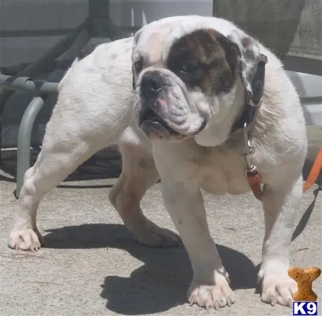 American Bandogge Mastiff puppy for sale