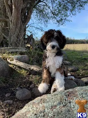 Mixed Breed female dog: Fluffy mixed breed dog sitting on a rock in a grassy field