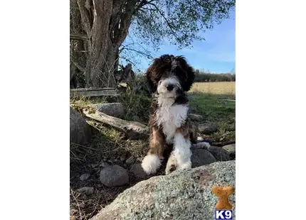 Mixed Breed female dog: Fluffy mixed breed dog sitting on a rock in a grassy field