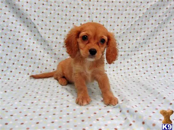 Cavalier King Charles Spaniel