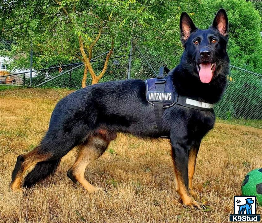 a german shepherd dog running in a field