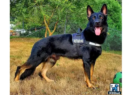 a german shepherd dog running in a field