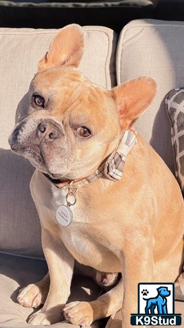 a french bulldog dog sitting on a couch