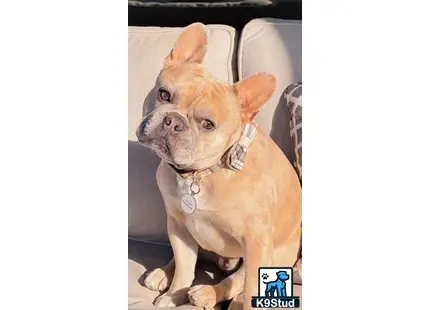 a french bulldog dog sitting on a couch