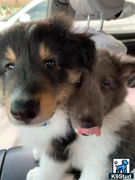 Shetland Sheepdog female dog