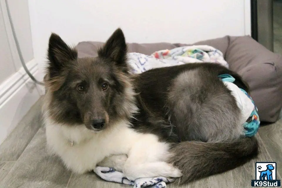 Shetland Sheepdog female dog