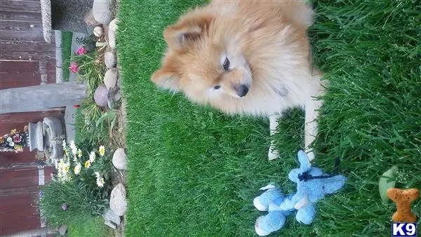 Pomeranian stud dog