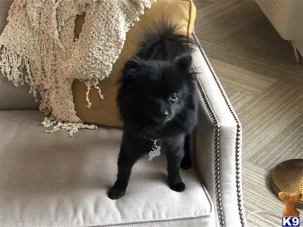 Pomeranian stud dog