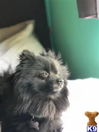 Pomeranian stud dog