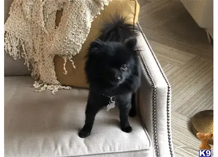 Pomeranian