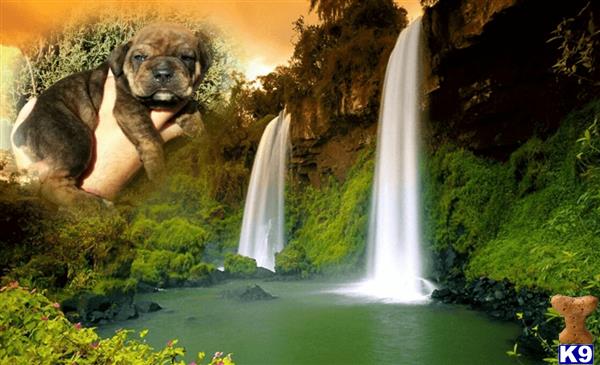 english bulldog puppy posted by heavenlyfantasybulldogs