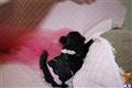mi ki puppy posted by heavenlymikis