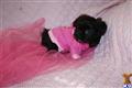 mi ki puppy posted by heavenlymikis