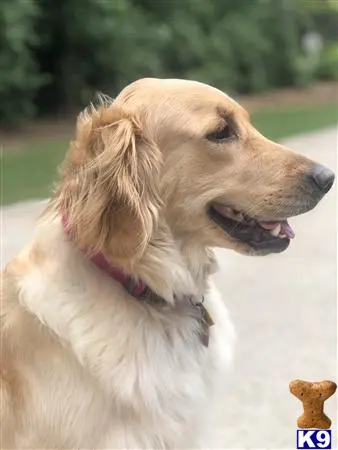 Golden Retriever female dog