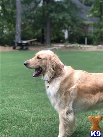 Golden Retriever female dog