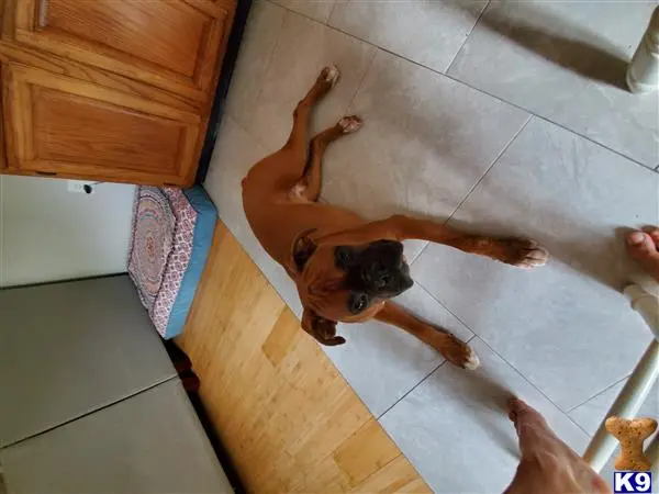 Boxer stud dog