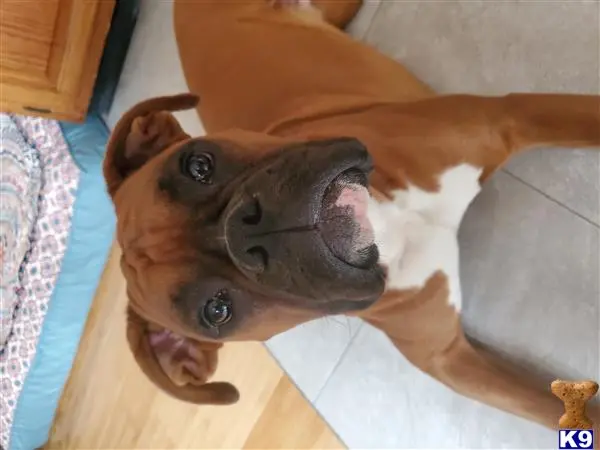 Boxer stud dog