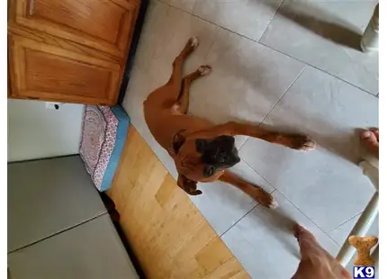 Boxer