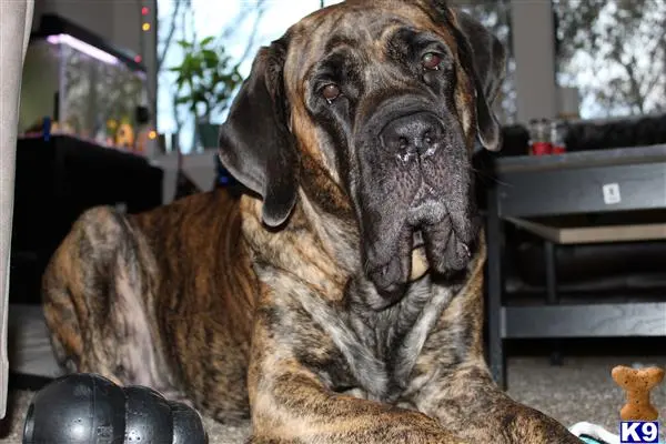 Mastiff