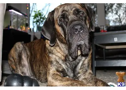 Mastiff