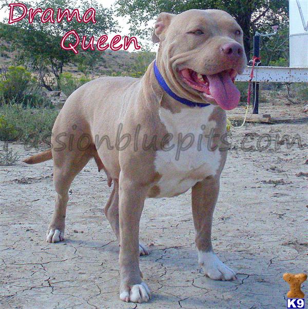 pitbull puppies colorado american pit bull puppies for sale in colorado pitbull puppies colorado american pit bull puppies for sale in colorado